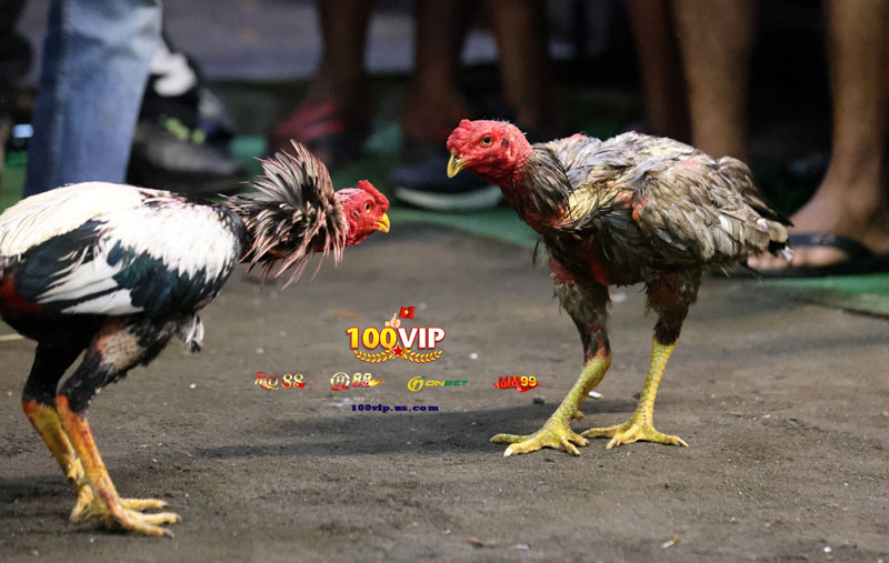 Bí Quyết Đặt Cược Hiệu Quả Trong Đá Gà Thomo