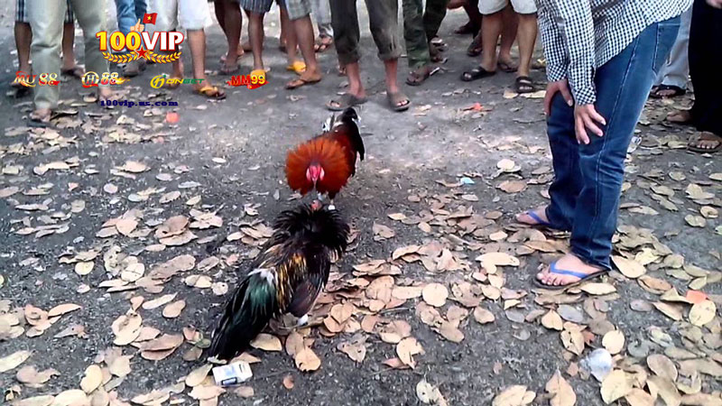 Các Hình Thức Cược Phổ Biến Trong Đá Gà Thomo