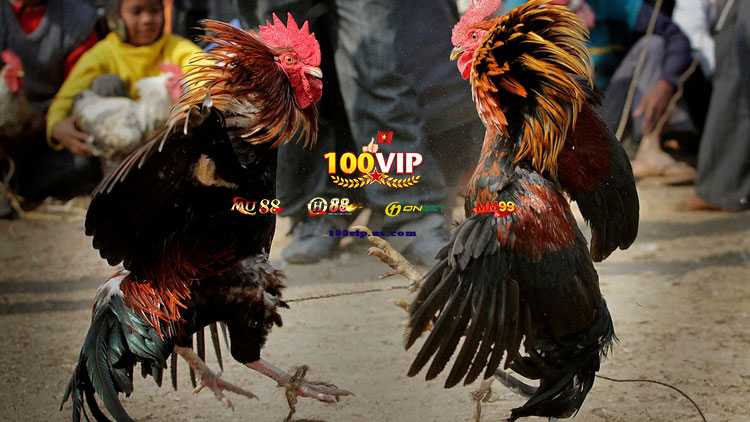 Đá Gà Thomo Trực Tiếp